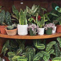 Tropical Plants 