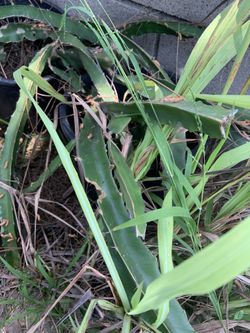 Dragon Fruit Plant For Sale $15