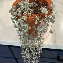 Hoya Variegated String Of Hearts 