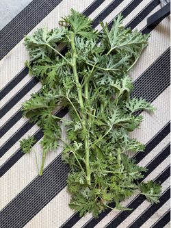 Citronella plant cuttings