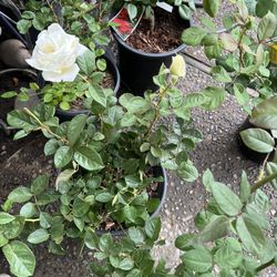 Beautiful White Rose Plant 