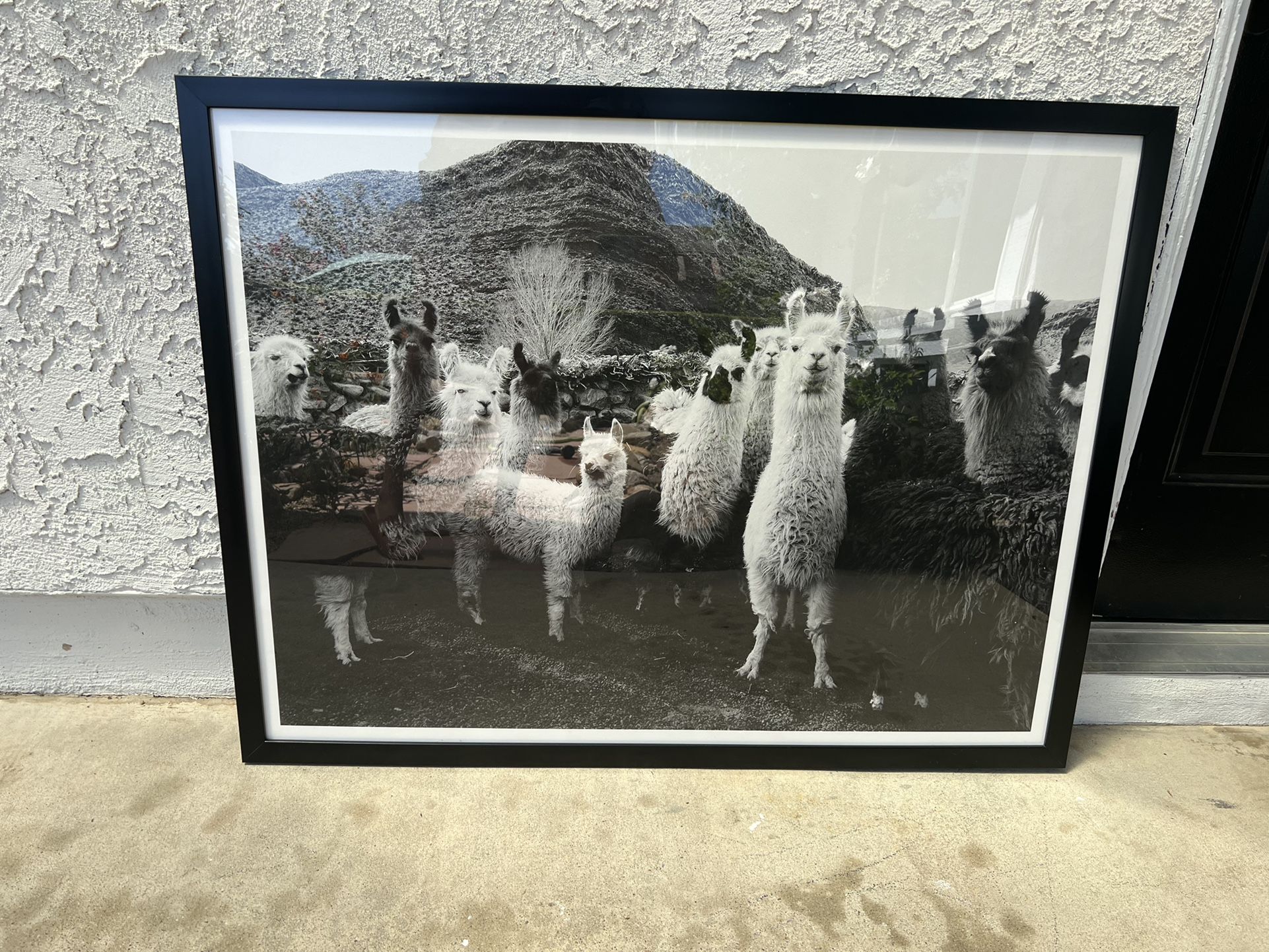 Llama Art Print Urban Outfitters
