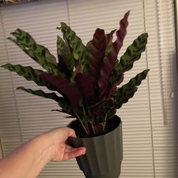Plants For Sale! 