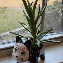 Cat Aloe Vera - Halloween 