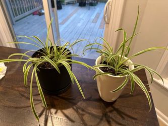 Spider plants
