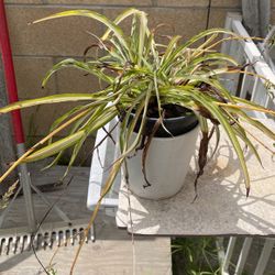 Spider Plant