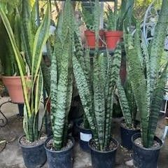 Snake Plants  One Gallon Pot  $13 each Pot 