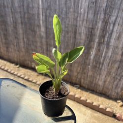 2 Gallon Birds Of Paradise Plant 