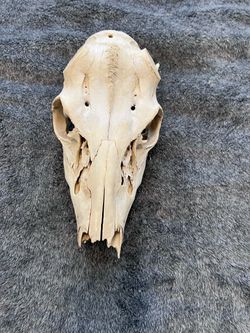 Real Animal Skull 11” Cleaned Bone Taxidermy Oddity Rustic Decor Craft