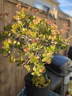 Rare jade and succulents $25 each. SAN LORENZO