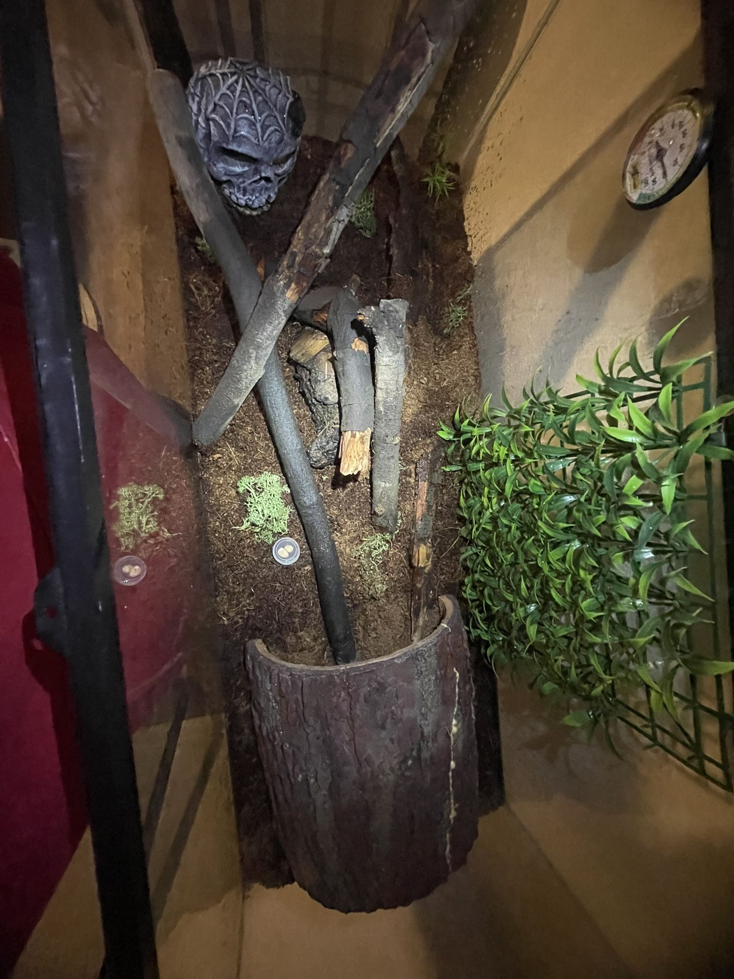 Asian Forest Scorpion Stuff 