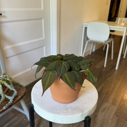 Philodendron Mican In A 6” Terra Cotta Pot