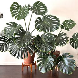 Beautiful, mature Giant Monstera plants for sale. 