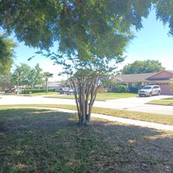 Large Natchez (White)  Crape Mrytle