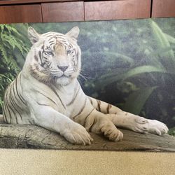 White Tiger Canvas Art  36X24 