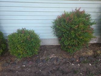 Nandina Shrubs