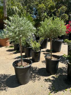 Topiary bonsai $35 and up