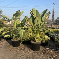  Strelitzia nicolai Giant Bird of Paradise 