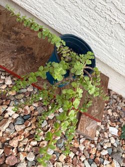 Elephant Bush Suculent