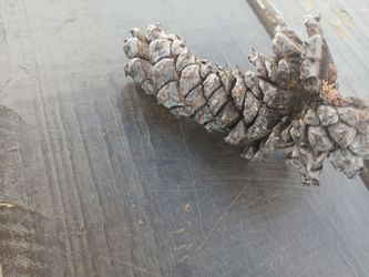 Rarest pinecone