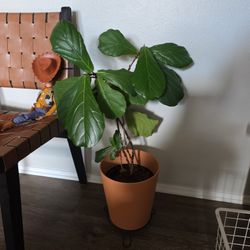 Healthy 27–28" Fiddle Leaf Fig Tree (9" Pot) 