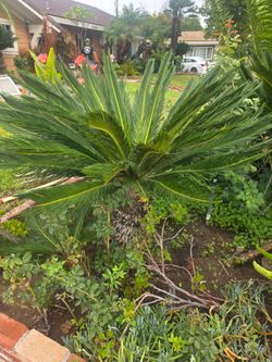 Sego Palms