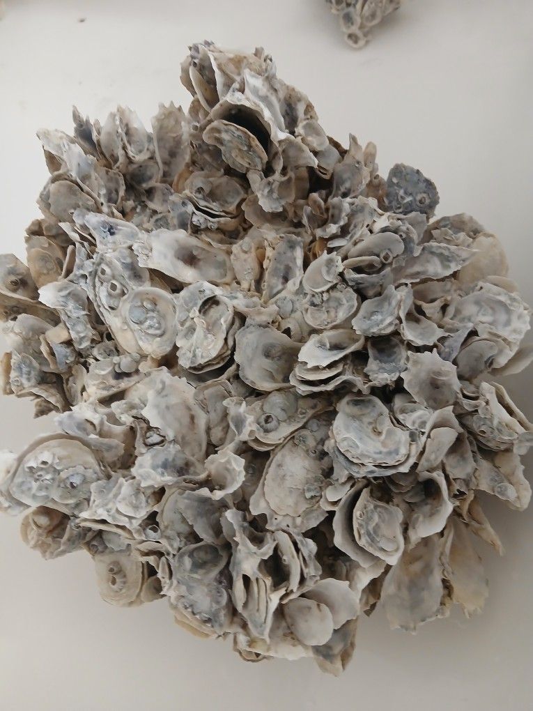 Beautiful Shells for Sell