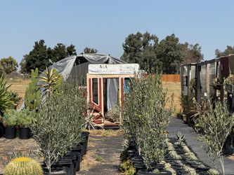 Succulents (Read Description)