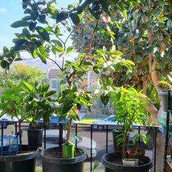 Pink Guava Tree Plant $195.00