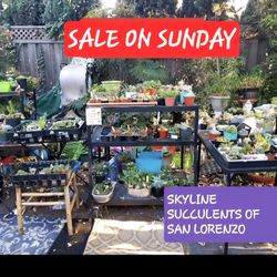 PLANT SALE TODAY SUNDAY IN SAN LORENZO  STARTS AT 1PM TO 5PM