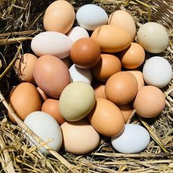 Fresh Eggs