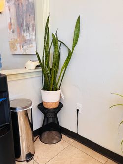 Snake plant & pot & study metal plant stand