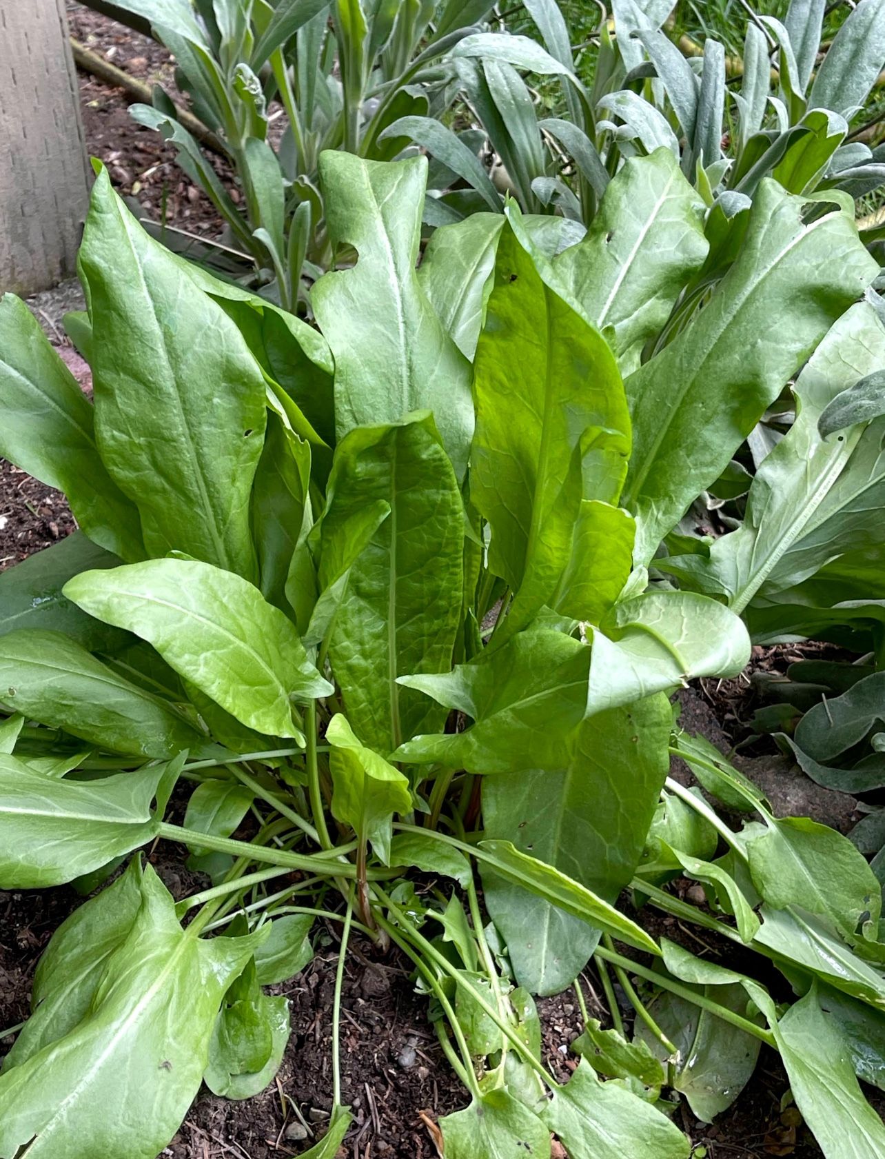 Organic Sorrel Edible Perennial Plant (Sauces and Soups).