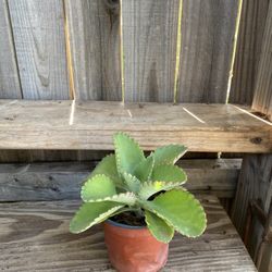 Mother Of Thousands Plant