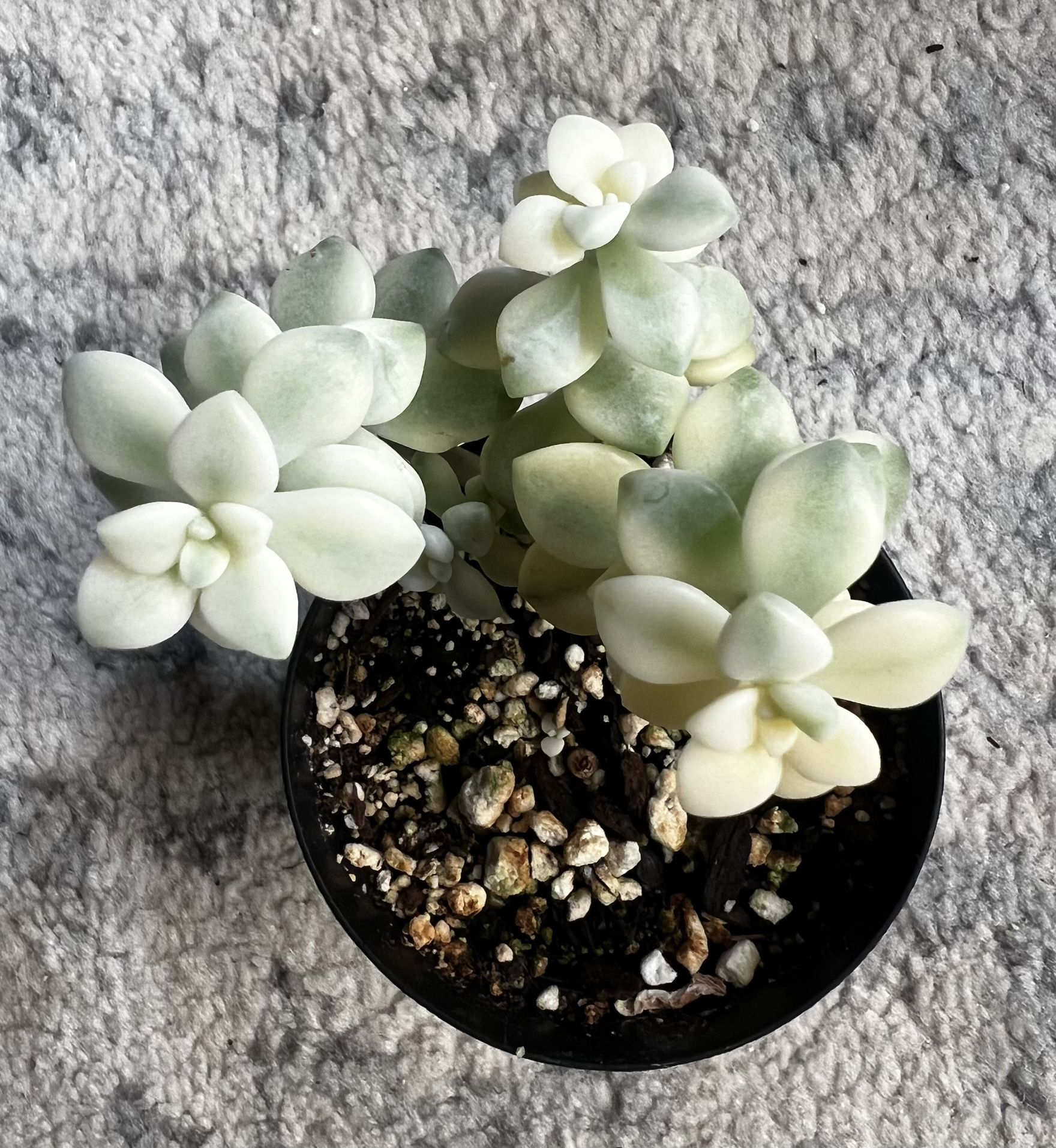 Variegated Succulent - Graptopetalum Tituban (3.5-inch pot)