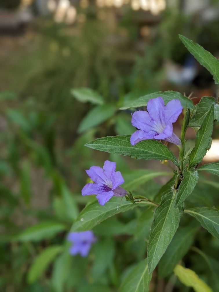 Ruellia