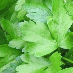 Organic Italian Flat Leaf Parsley Herb Seeds! 2026 SEASON EARLY RELEASE!