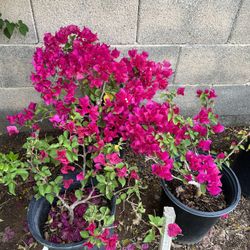5 Gal Bougainvilleas Bushes