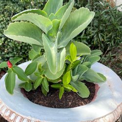 Lots of tropical Plants for sale ranging from a dollar to eight dollars