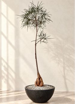 ~ 56” Tall Queensland Bottle Tree/ Brachychiton Rupestris (Planter Included) ‘Local LA Seller’