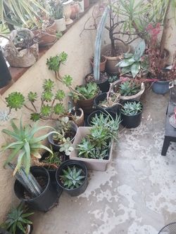 Succulents and Cactuses