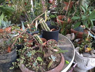 Plants