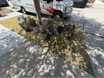 Free plants and pots