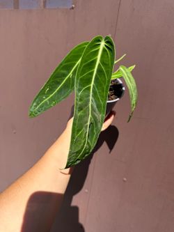 anthurium warocqeanum 5” pot
