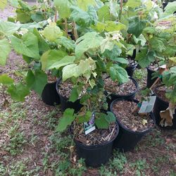 Grape Vine