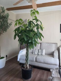 $255 XL MONEY TREE 7-foot tall 🌿