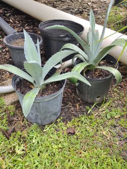 Blue Agave plants - 1 is 14" tall & 11" tall