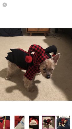 Halloween Costume For Small Dog