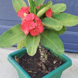 Plant