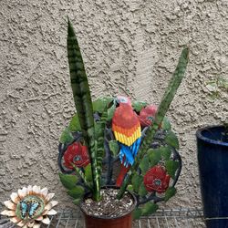 Snake Plant Well Rooted